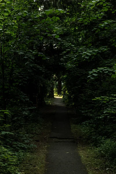 夏天由树木和灌木形成的隧道 — 图库照片
