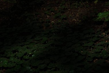 Ağaçların gölgesinin altındaki bir orman bitkisinin yaprakları güneş ışığının ender ışıklarıyla aydınlanır.