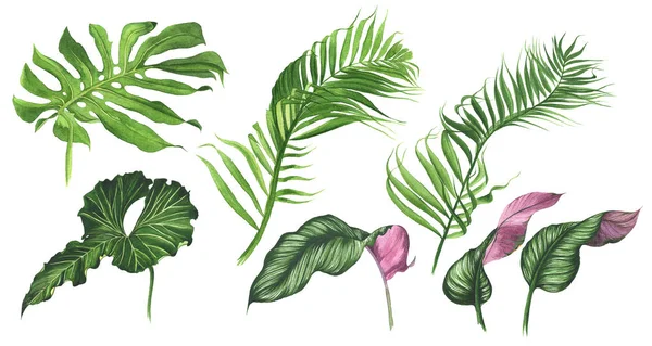 Набор Тропических Листьев Акварель Тропические Растения Листья Белом Фоне — стоковое фото