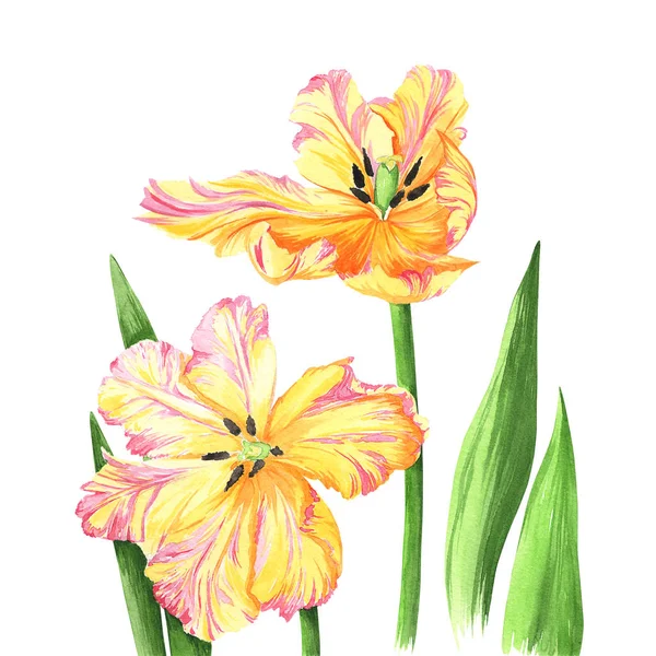 Akvarell Tulpaner Vit Bakgrund Färgade Gula Blommor — Stockfoto