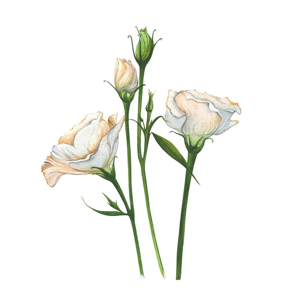 Beyaz Arka Planda Beyaz Narin Çiçekler Suluboya Ile Boyanmış Güller — Stok fotoğraf
