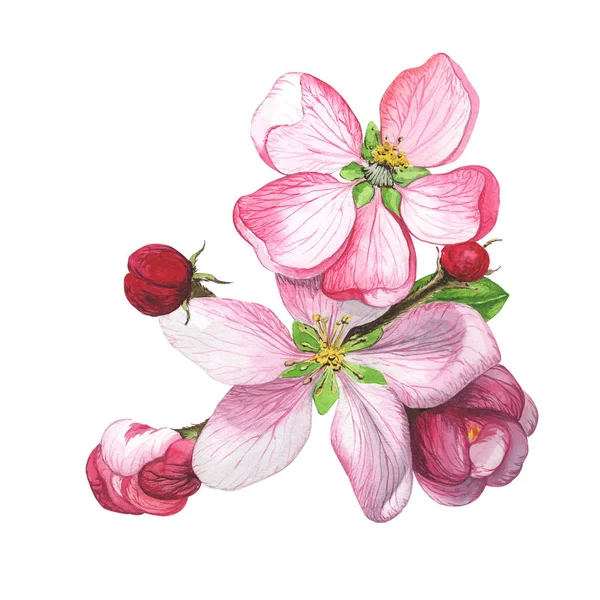 Нежные Розовые Цветы Сакуры Белом Фоне Сакура Рисовал Акварелью — стоковое фото