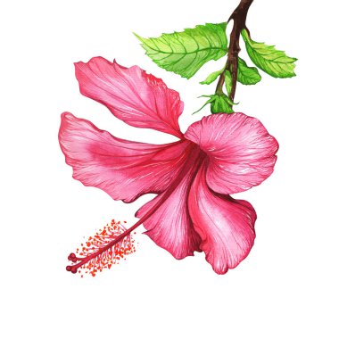 Beyaz arka planda parlak pembe bir tropikal çiçek. Suluboya ile boyanmış kırmızı amber çiçeği.