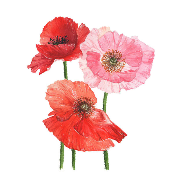 Красный, розовый и оранжевый маки на белом фоне. Акварелью нарисован букет маков
.