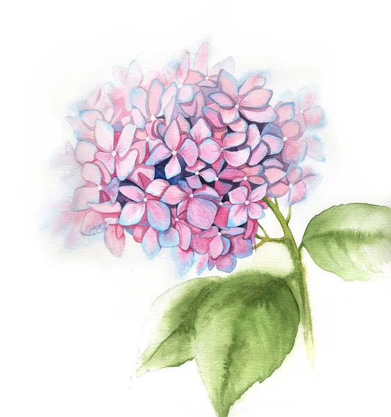 분홍색 하이드라게아 가흰색 배경에 수채화 식물학 색깔의 — 스톡 사진