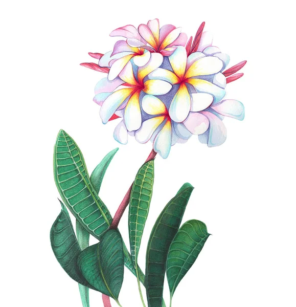 Tropical flowers in watercolor. Delicate exotic flowers.