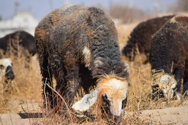 Kuru otlarla beslenen koyun sürüsü açık arazide.