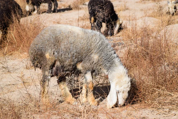 Rebaño de ovejas alimentándose de pasto seco tierra seca al aire libre paisaje — Foto de Stock