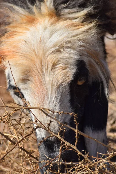 在干草旱地室外景观中饲养绵羊的特写 — 图库照片