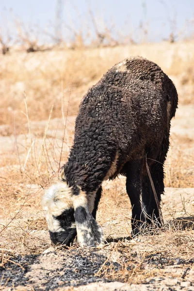 Closeup of sheep feeding on dry grass dry-land outdoors landscape — Stockfoto