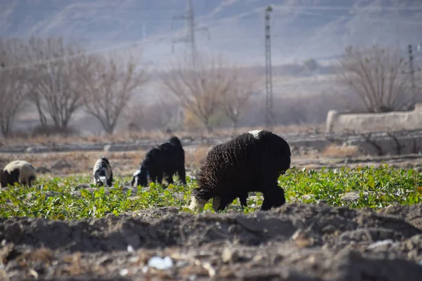 Yeşil çimen yiyen kara koyun yatay dış mekan fotoğrafçılığı.