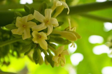 Papaya çiçekleri beyaz sarımsı tohumlar, meyve yeşili yaprak, bitki arka planı çiçekleri.