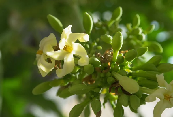 Papaya flowers white seeds fruit green leaf, Food plant background floral — Stock Photo, Image