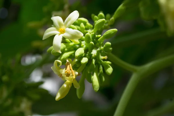 Papaya çiçekleri beyaz sarımsı tohumlar, meyve yeşili yaprak, besin bitkisi yeşil arka plan çiçekleri.