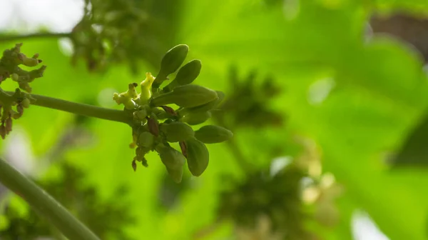 Papaya çiçekleri beyaz sarımsı tohumlar, meyve yeşili yaprak, besin bitkisi yeşil arka plan çiçekleri.