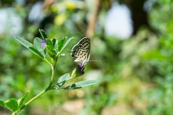 Yeşil Çimenli Küçük Kelebek Bahçesinde Yeşil Arka plan Açık Hava Fotoğrafçılığı