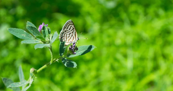 公园户外摄影中的绿色草本植物上的小蝶 — 图库照片