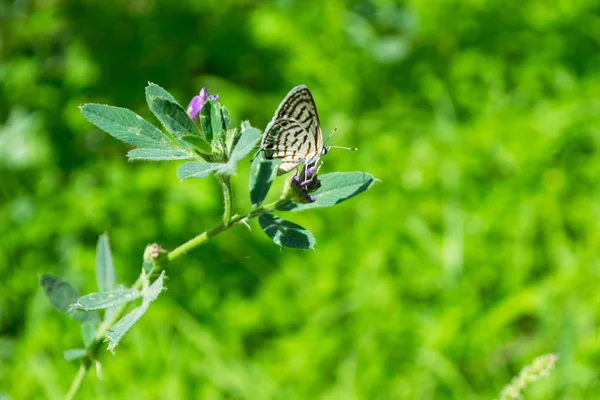 Pequeña Mariposa Planta Hierba Verde Con Fondo Verde Parque Aire —  Fotos de Stock