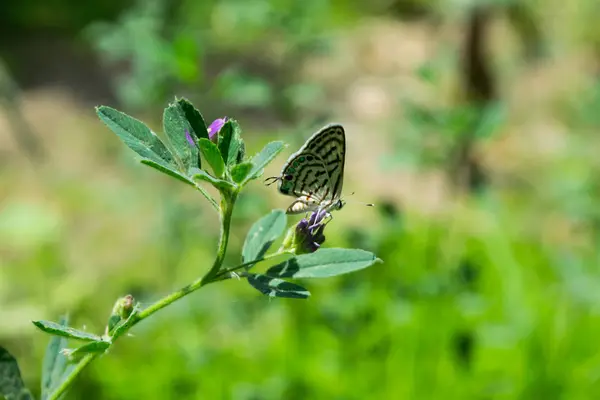 Pequeña Mariposa Planta Hierba Verde Con Fondo Verde Parque Aire —  Fotos de Stock