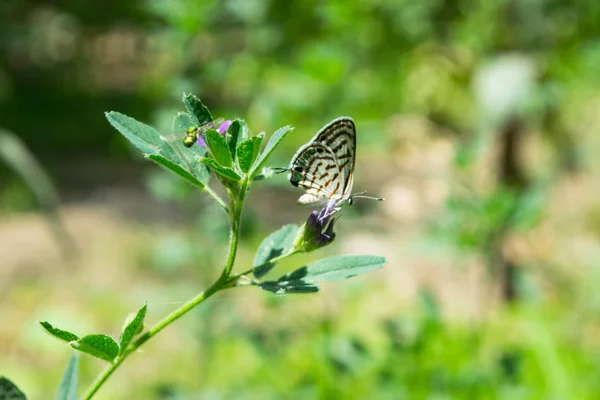 Pequeña Mariposa Planta Hierba Verde Con Fondo Verde Parque Aire —  Fotos de Stock