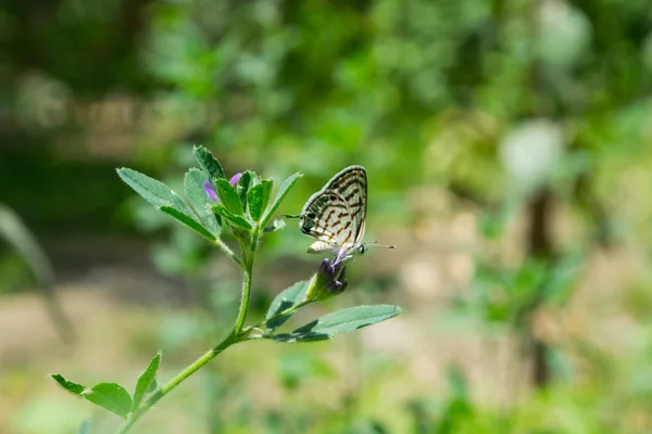 Pequeña Mariposa Planta Hierba Verde Con Fondo Verde Parque Aire —  Fotos de Stock