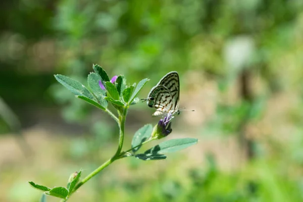 Pequeña Mariposa Planta Hierba Verde Con Fondo Verde Parque Aire —  Fotos de Stock