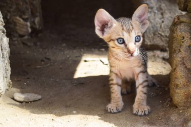 Brown Cute Kitten Cat Portrait Closeup beautiful eyes looking for mom domestic pet home mammal