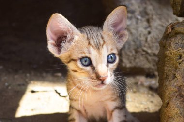 Cute Kitten Cat Portrait Closeup brown domestic pet animal mammal beautiful eyes