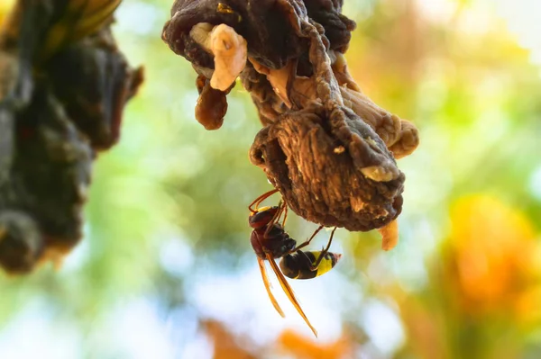 Wasp Small Piece Meat Insect Animal — Stok fotoğraf