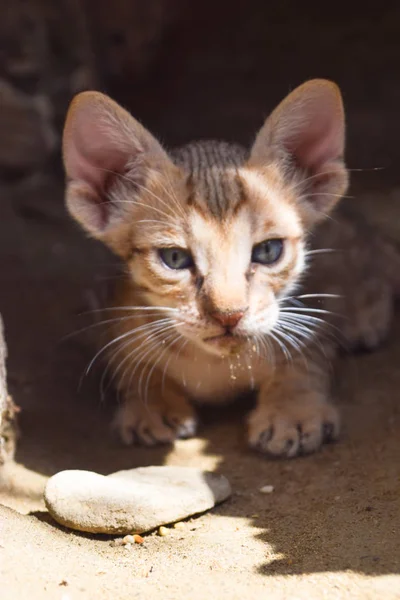 Brown Cute Kitten Cat Portrait Closeup Animals — Stockfoto