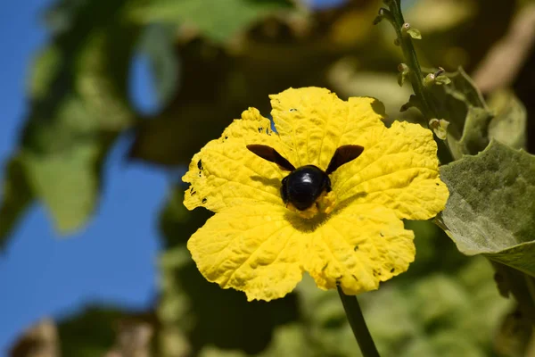 Bumblebee on yellow flower in garden — Stock Photo, Image