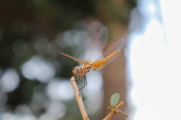 잠자리가 날아다니거나 의정원에서 피우는 곤충이 뒤엉켜 — 스톡 사진