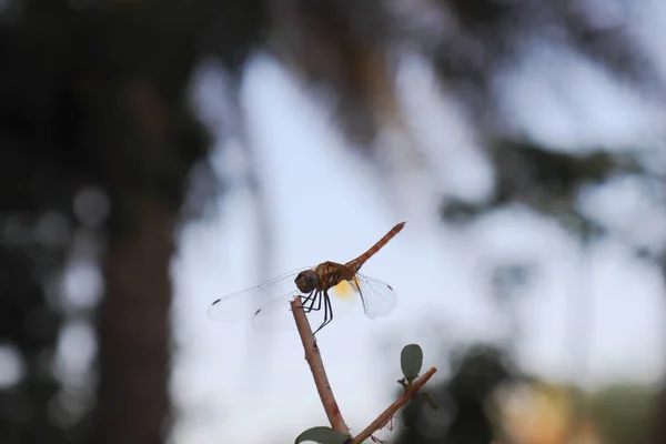 Bahçedeki Bitki Çiçek Üzerinde Yusufçuk Bokeh Arka Planı Böceğin Yakın — Stok fotoğraf