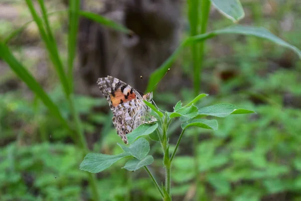 Papillon Orange Rouge Sur Fleur Jardin Nature Insecte Animal — Photo