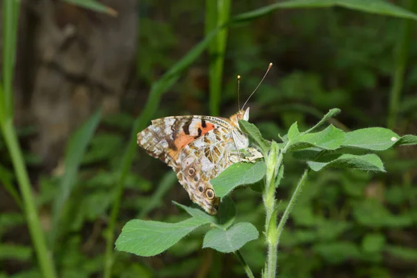 花园自然昆虫上的红色橙色蝴蝶 — 图库照片