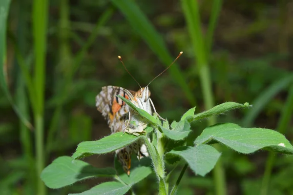 花园自然昆虫上的红色橙色蝴蝶 — 图库照片