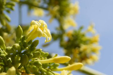 Papaya Çiçeği Ev Bahçesinde Yaklaş, Beyaz sarı küçük bitki yaprağı, Flora tazeliği