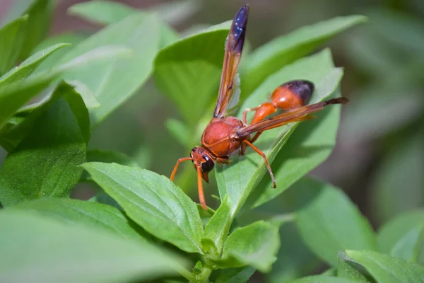 Yeşil bitki yaprağına, hayvanlara, çimenlere, bahçeye, eklem bacaklılara büyük kırmızı bir böcek.