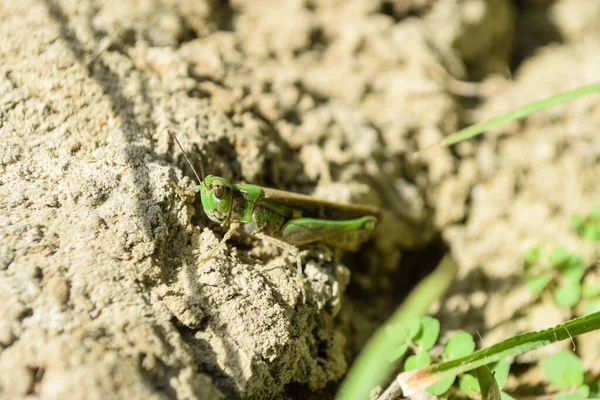 Bahçedeki çimlerde otlayan çekirge böceği, yeşil arka plan cırcır böceği, makro hayvan kıyafetleri.