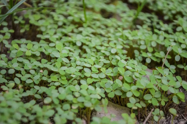 Grün Pflanzenblatt Garten Flora Nahaufnahme Natur Umwelt Natürliche Botanik Hintergrund — Stockfoto