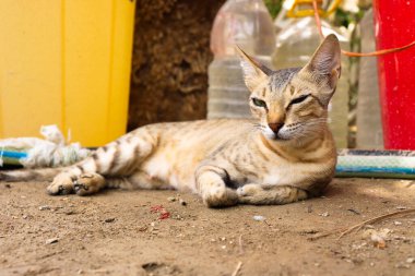 Büyük kahverengi dişi Asya kedisi uzandı.