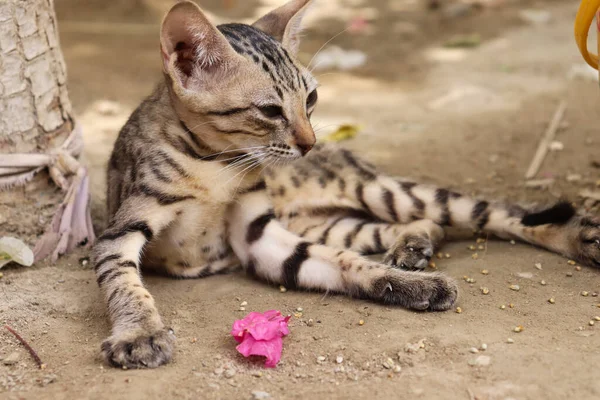 innocent cute brown kitten sleeping on land - (animal cat photo)