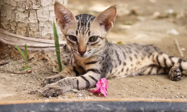 Masum, kahverengi kedi yavrusu karada uyuyor.)