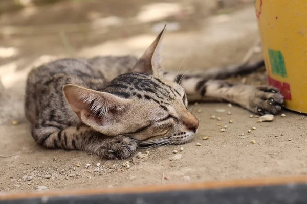 Niewinny Słodkie Brązowy Kotek Śpi Ziemi Zwierzę Kot Zdjęcie — Zdjęcie stockowe