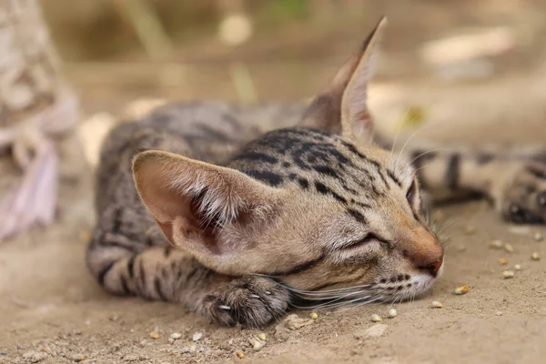 Oskyldig Söt Brun Kattunge Sover Land Djur Katt Foto — Stockfoto