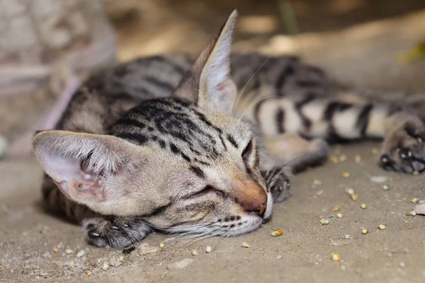 Yavru kedi kara kedisinde uyuyor, evcil hayvan. 