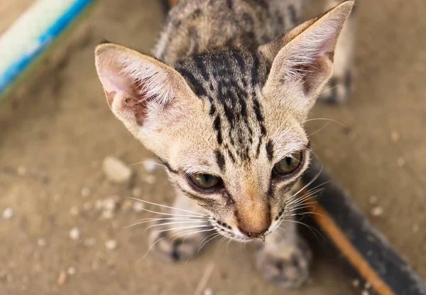 Porträtt Söt Brun Asiatisk Baby Kattunge Närbild Tamkatt Hemma — Stockfoto