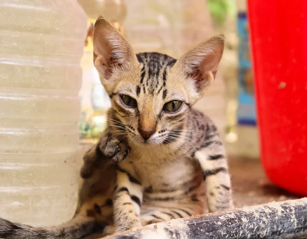 Şirin kahverengi Asyalı yavru kedi portresi. Evcil kediyi yakından çek.