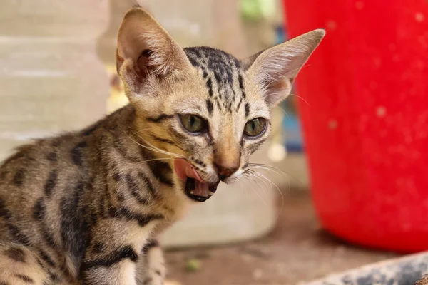 Şirin Yavru Kedi Evcil Kediyi Kapat — Stok fotoğraf