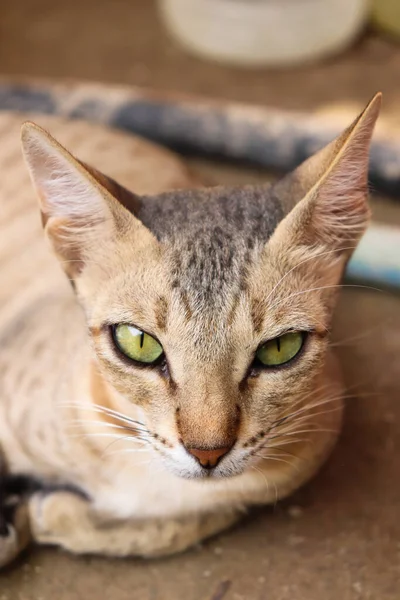 Домашний Коричневый Желтые Глаза Азиатская Кошка Лежит — стоковое фото